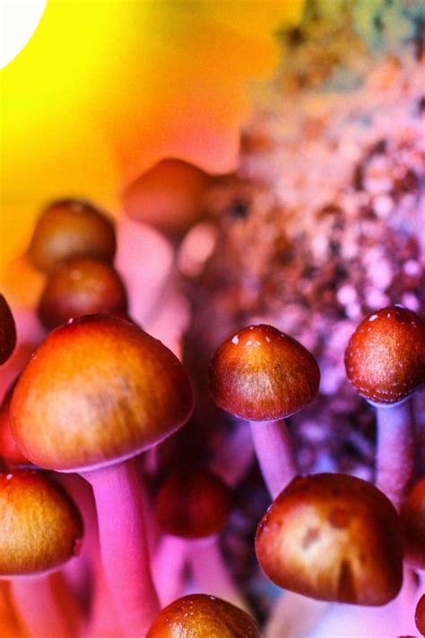 can you find wild psilocybin mushrooms risks